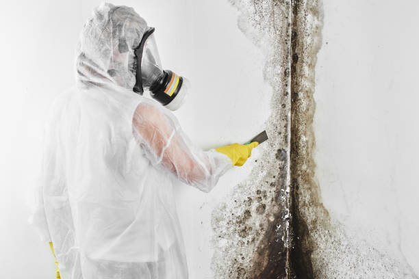 Topaz Ranch Estates, NV Mold Remediation Company