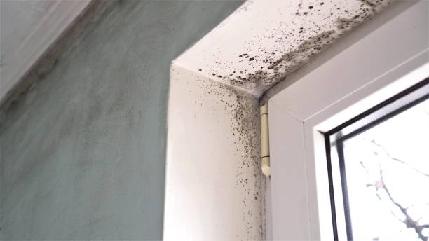 Best Attic Mold Remediation in Topaz Ranch Estates, NV