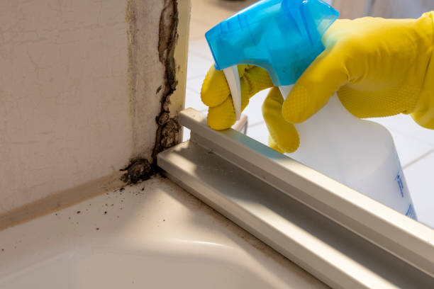 Best DIY Mold Remediation Support Services in Topaz Ranch Estates, NV