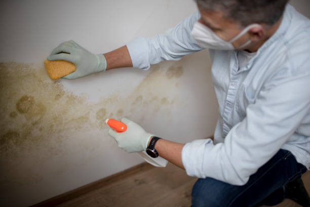 Best Mold Testing and Inspection Services in Topaz Ranch Estates, NV