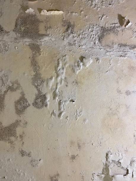 Best Commercial Mold Remediation in Topaz Ranch Estates, NV