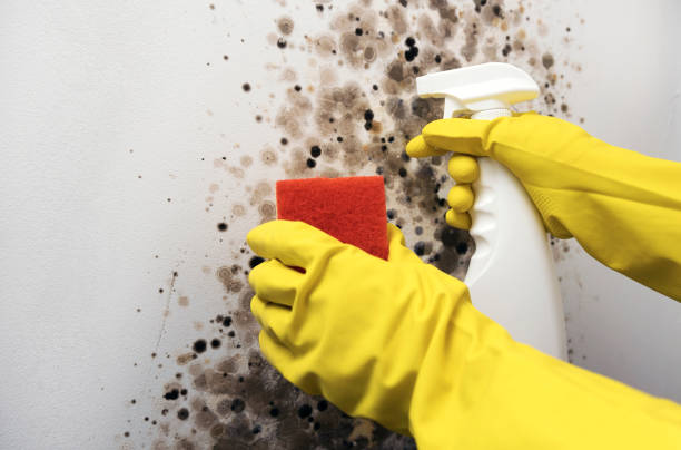 Best Health and Safety Mold Remediation in Topaz Ranch Estates, NV