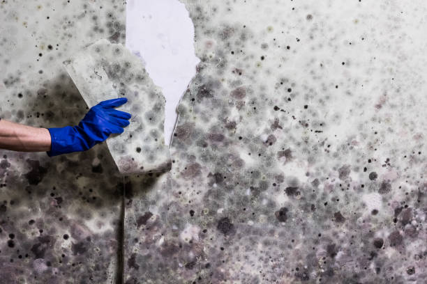Best Emergency Mold Remediation in Topaz Ranch Estates, NV