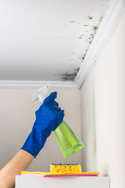 Best Mold Remediation for Schools in Topaz Ranch Estates, NV